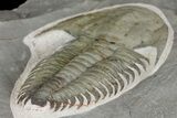 Lower Cambrian Trilobite (Longianda) - Issafen, Morocco #164511-4